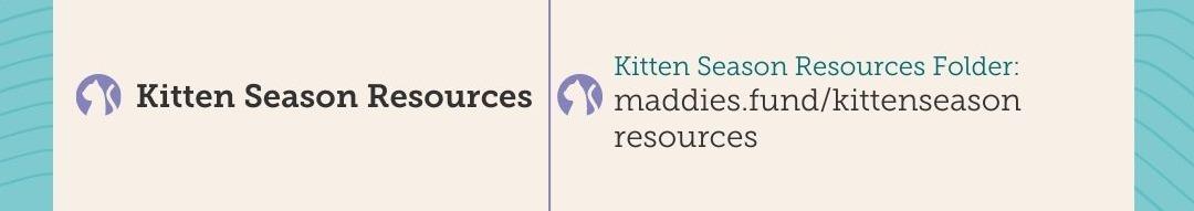 #2 - Kitten Season